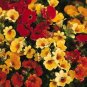 Nemesia Carnival Mix 5,000 seeds