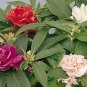 Balsam Topknot Mix 250 seeds