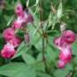 Balsam Impatiens balsamina 500 seeds