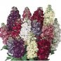 Stock Goldcut Mix 500 seeds