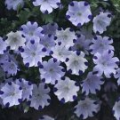 Nemophila Five Spot 1,000 seeds