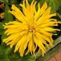 Zinnia Giant Cactus Yellow 500 seeds