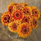 Zinnia Macarenia Gold-Red 250 seeds