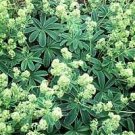 Alchemilla saxatilis 100 seeds