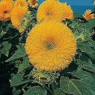 Helianthus Giant Sungold 500 seeds