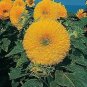 Helianthus Giant Sungold 500 seeds