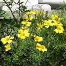 Marigold Lulu Fern Leaf 1,000 seeds