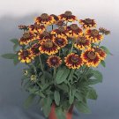 Rudbeckia hirta Rustic Colors (Dwarf) 500 seeds