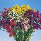 Statice Excellent Mix 500 seeds