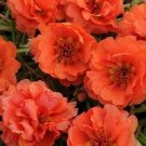 Portulaca Happy Trails Orange 1,000 seeds