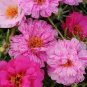 Portulaca Happy Trails Peppermint 1,000 seeds