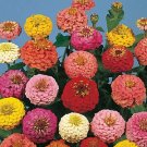 Zinnia Lilliput Choice Mix 1,000 seeds