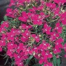 Lobelia Fountain Rose 5,000 seeds