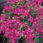 Lobelia Fountain Rose 5,000 seeds