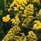Statice QIS Yellow 500 seeds