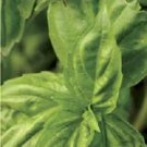 Basil Poppy Joes 250 seeds