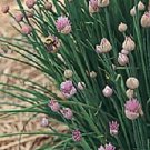 Chives Staro 1,000 seeds