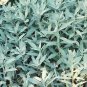 Artemisia ludoviciana 2,500 seeds