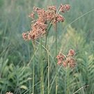 Scirpus cyperinus 5,000 seeds
