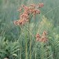 Scirpus cyperinus 5,000 seeds