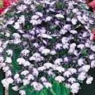 Lobelia Riviera Blue Splash 2,500 seeds