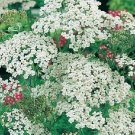Yarrow White Achillea millefolium 5,000 seeds