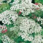 Yarrow White Achillea millefolium 5,000 seeds