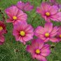 Cosmos Xsenia 1,000 seeds
