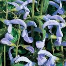 Salvia (Sage) patens Cambridge Blue 100 seeds