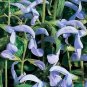 Salvia (Sage) patens Cambridge Blue 100 seeds