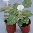 Datura Belle Blanche 250 seeds
