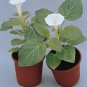 Datura Belle Blanche 250 seeds