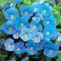 Viola cornuta Perfection Blue 1,000 seeds