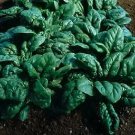 Spinach Tyee 1,000 seeds