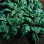 Spinach Tyee 1,000 seeds