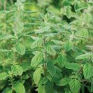 Oregano Zaatar Origanum syriaca 250 seeds