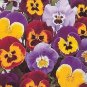 Pansy Joker Mix 500 seeds