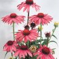 Echinacea purpurea Primadonna Deep Rose 1,000 seeds