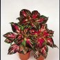 Coleus Super Rainbow Multicolor 500 seeds