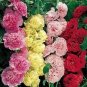 Alcea rosea Queeny Mix 250 seeds