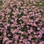 Coreopsis rosea American Dream 1,000 seeds