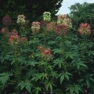 Cleome Queen Mix 2,000 seeds