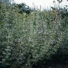 Calamintha nepeta 500 seeds