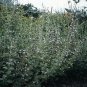 Calamintha nepeta 500 seeds