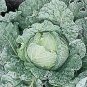 Cabbage Savoy King 250 seeds