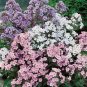 Phlox paniculata New Hybrids Mix 100 seeds