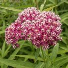 Asclepias incarnata Monarch Rose 1,000 seeds