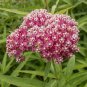 Asclepias incarnata Monarch Rose 1,000 seeds