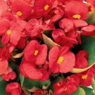 Begonia Ambassador Coral 2,000 seeds