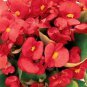 Begonia Ambassador Coral 2,000 seeds